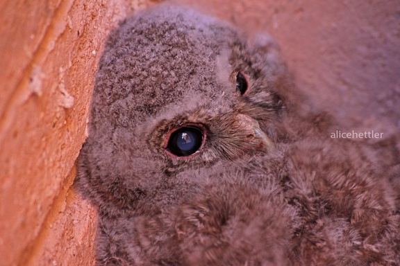 Waldkauz (Strix aluco mauritanica)